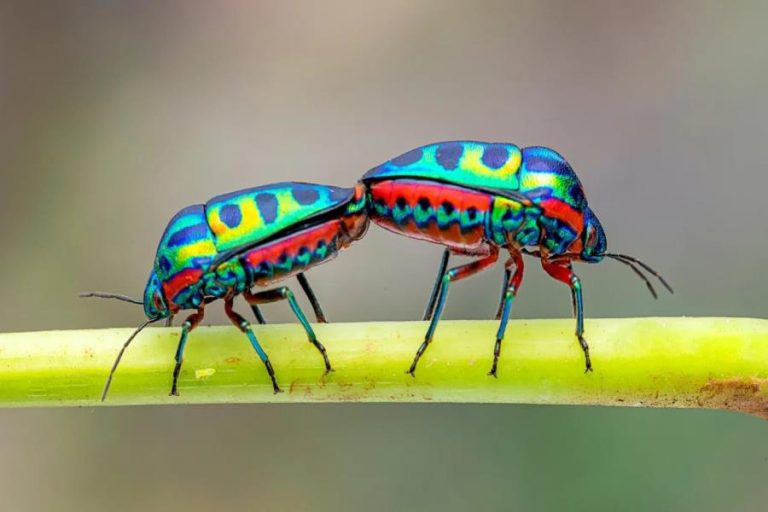 Colorful Bugs