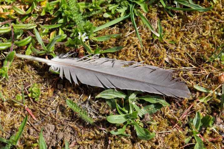 Gray Feather Meaning