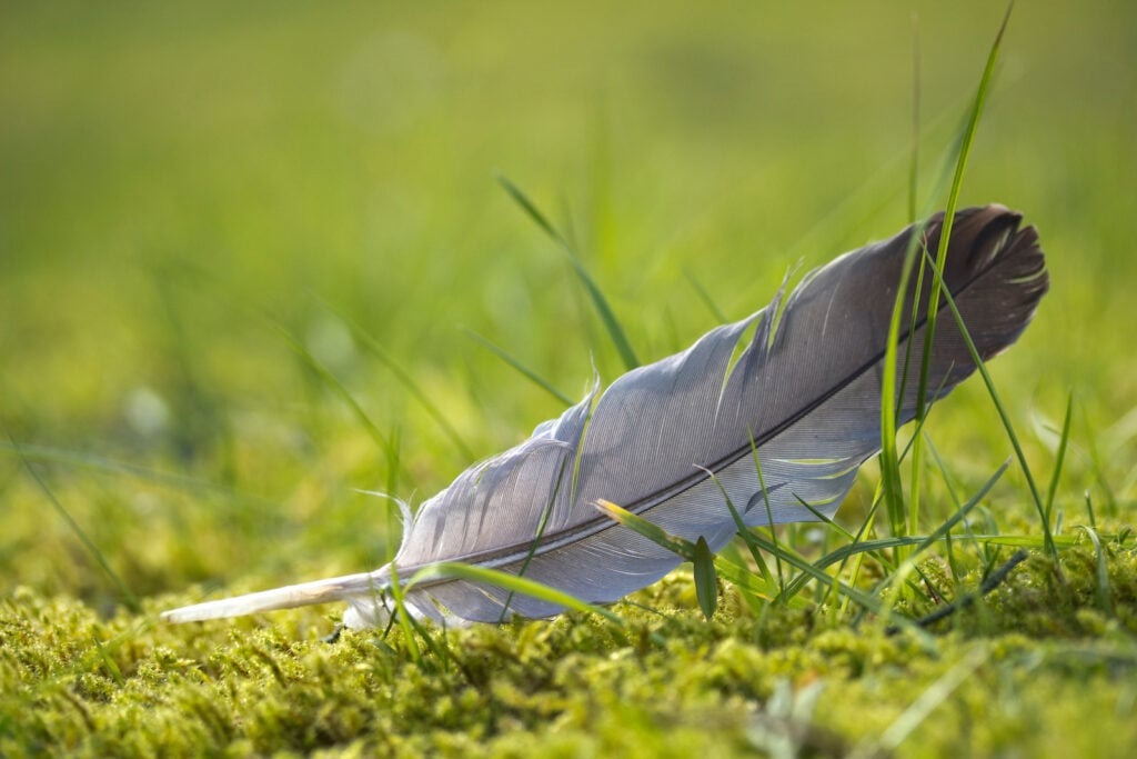 Gray Feather Meaning