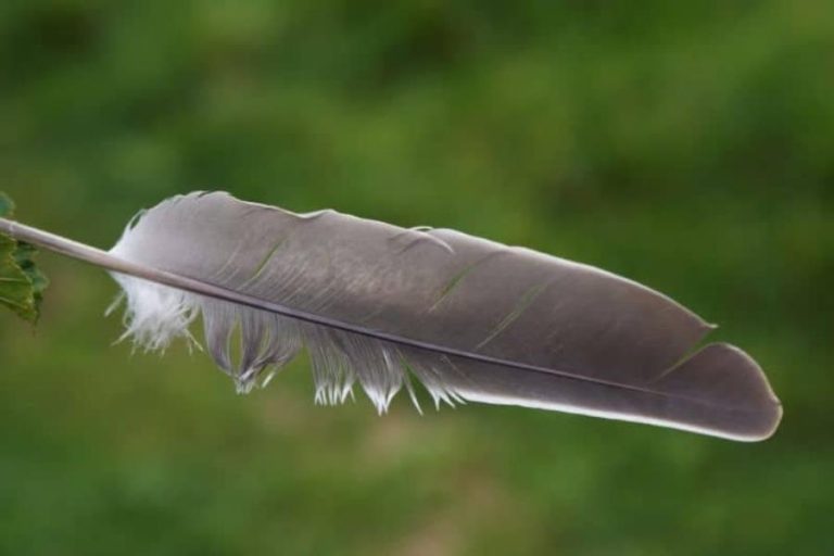 Gray Feather Meaning