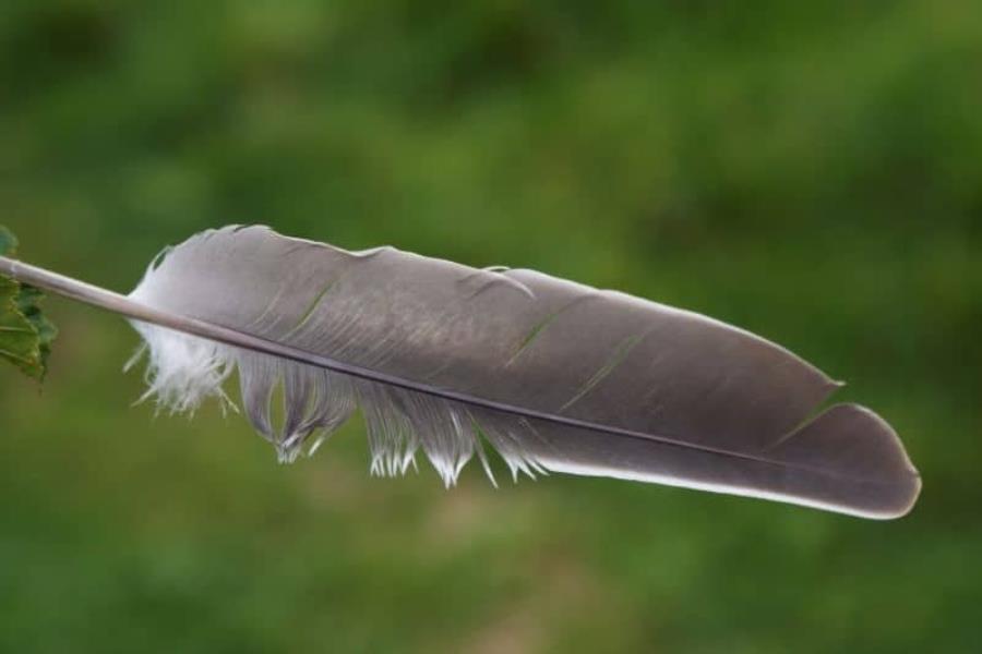 Gray Feather Meaning